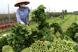 Hà Nội sẽ đầu tư phát triển các vùng nông nghiệp an toàn tập trung quy mô lớn theo hướng hoàn thiện cơ sở hạ tầng sản xuất gắn với xây dựng thương hiệu, hỗ trợ đầu ra cho sản phẩm.