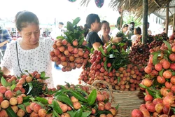 Sản phẩm nông nghiệp trên địa bàn Hà Nội rất phong phú, đáp ứng nhu cầu về chất lượng ngày càng cao của người tiêu dùng.