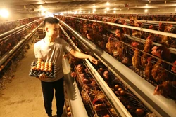 Hà Nội nhân rộng các mô hình chăn nuôi theo chuỗi liên kết, góp phần thúc đẩy ngành nông nghiệp phát triển bền vững, hiệu quả.
