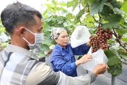 Nông dân Thủ đô tích cực tham gia sản xuất nông nghiệp và Chương trình “Mỗi xã một sản phẩm”.
