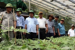 Lãnh đạo tỉnh Quảng Nam khảo sát vùng trồng sâm Ngọc Linh tại huyện Nam Trà My. Ảnh: Trần Tĩnh - TTXVN