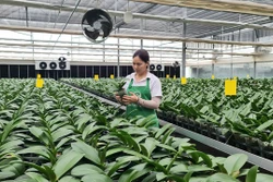 Mô hình trồng hoa lan trong nhà màng, nhà lưới tại thôn Thường Lệ, xã Đại Thịnh, huyện Mê Linh (Hà Nội).