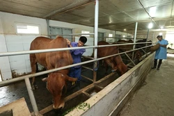 Đàn bò 6 con giống Brahman thuần, nhập từ Úc về được công nhân Trung tâm giống và sữa bò Phù Đổng, huyện Gia Lâm (Hà Nội) tắm rửa và hàng ngày phục vụ những bữa ăn tươi ngon, giàu chất dinh dưỡng.