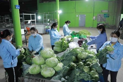 Sơ chế, bảo quản rau cung cấp cho thị trường tại Hợp tác xã kinh doanh dịch vụ nông nghiệp Văn Đức.