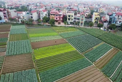 Hà Nội là một trong số ít các địa phương trong cả nước có tốc độ phát triển hợp tác xã nông nghiệp nhanh cả về số lượng và chất lượng.