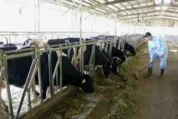 Trang trại chăn nuôi bò sữa liên kết với doanh nghiệp ở xã Tản Lĩnh, huyện Ba Vì (Hà Nội).