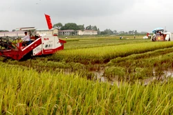 Cơ giới hóa trong sản xuất lúa ở xã Liên Mạc, huyện Mê Linh (Hà Nội).