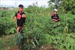 Ngày càng nhiều thanh niên dân tộc thiểu số ở Gia Lai lập nghiệp thành công