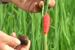 Phòng trừ ốc bươu vàng