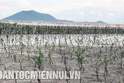 Kiên Giang phát triển rừng phòng hộ ven biển