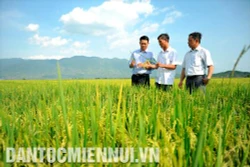 Cánh đồng lớn và khát vọng “gạo Tánh Linh”