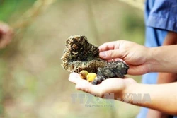 Kỳ lạ “cây thần giữ rừng” của đồng bào dân tộc Thái