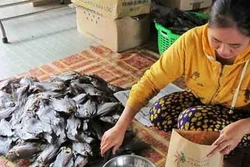 Mặn mà cá bổi U Minh