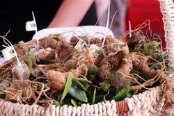 “Mặc giáp” cho sâm Ngọc Linh