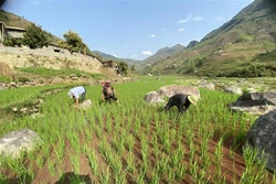 Đưa lúa hai vụ lên vùng biên giới Phong Thổ