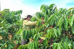 Gia Lai phát triển thương hiệu cà phê đặc sản