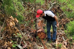 Gia Lai triệt phá vụ khai thác gỗ trái phép quy mô lớn tại rừng giáp ranh