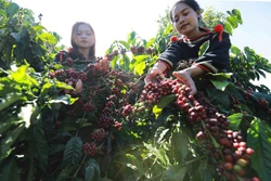 Sẵn sàng cho mùa vụ thu hoạch cà phê đạt hiệu quả cao
