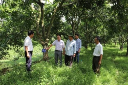Tiền Giang phát triển vườn cây đầu dòng xoài cát Hòa Lộc