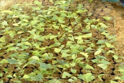 Huyện miền núi Tường Xuân hỗ trợ nông dân vùng cao phát triển kinh tế rừng