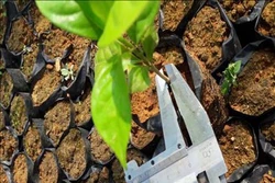 Quảng Ngãi hỗ trợ gần 8 tỷ đồng trồng rừng nguyên liệu gỗ lớn