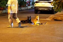 Chó không rọ mõm tại khu vực người dân qua lại. Ảnh: Hồng Đạt - TTXVN