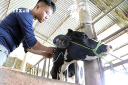 Chưa xác định được nguyên nhân gây bệnh tiêu chảy trên đàn bò sữa tại Lâm Đồng