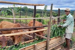 Người dân huyện biên giới Bù Gia Mập sau khi cấp nhà còn được cấp bò để phát triển kinh tế. Ảnh: K GỬIH -TTXVN