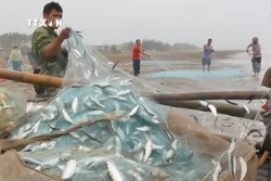 Ngay từ sáng sớm, quang cảnh trên bãi biển đã tất bật khi bè mảng của ngư dân cập bến bờ, ngư dân nhanh chóng luôn tay gỡ cá trích ra khỏi lưới. Ảnh: TTXVN phát