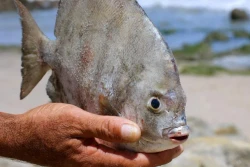 Con cá pacu xuất hiện ở Nga. Nguồn: Getty