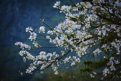 Những cành ban chi chít hoa. Ảnh: Xuân Tư - TTXVN