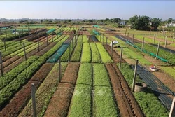 Trồng rau sạch cho lợi nhuận cao ở xã Thạnh Lộc