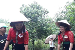 Khai mạc Ngày hội xoài Yên Châu năm 2019 và công bố nhãn hiệu chứng nhận chuối Yên Châu