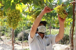 Ninh Thuận tăng cường hỗ trợ nông dân phát triển sản xuất, kinh doanh