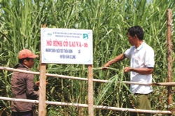 Trưởng bon K'sớ làm kinh tế giỏi