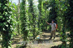 Kỹ thuật phòng trừ sâu bệnh cho cây tiêu