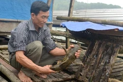 Kỹ thuật nuôi cá Chiên lồng