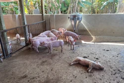 Kon Tum liên tiếp phát hiện 2 ổ dịch tả lợn châu Phi