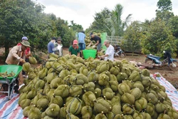 Doanh nghiệp tỉnh Đắk Lắk chung tay xây dựng ngành hàng sầu riêng