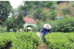 Phú Lương phát huy thế mạnh nông lâm nghiệp