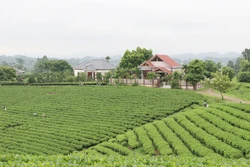 Một góc vùng chè an toàn xóm Cầu Đá, xã Hoàng Nông, huyện Đại Từ. Ảnh: Hoàng Nguyên - TTXVN
