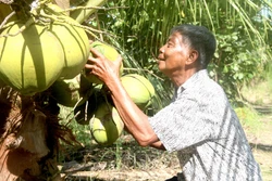 Giữ gìn giống dừa sáp đặc sản Cầu Kè