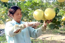 Trồng bưởi theo tiêu chuẩn VietGAP cho hiệu quả cao