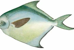 Kỹ thuật nuôi cá chim trắng