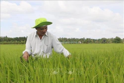 Quảng Trị nhân rộng mô hình sản xuất lúa hữu cơ