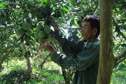  Hiệu quả sản xuất ở vùng ven biển Gò Công