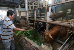 Nuôi bò thịt cho hiệu quả kinh tế cao ở huyện Hòn Đất