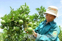 Kỹ thuật chăm sóc cây cam sau thu hoạch