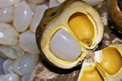 Hạt đác - đặc sản Nha Trang