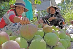 Chuyển đổi cây trồng gắn với ứng dụng công nghệ cao ở Bình Thuận